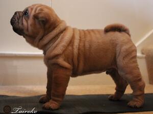 Puppy
