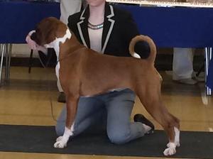 Jamonik Duchess Tailed Star