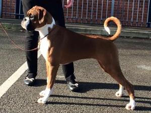 Jamonik Duchess Tailed Star