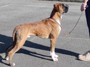 Jamonik Rizzini Emilio