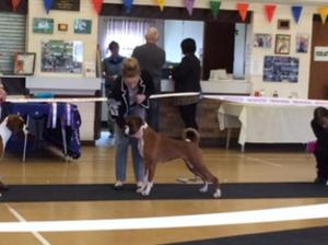 Jamonik Duchess Tailed Star