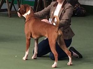 Jamonik Duchess Tailed Star