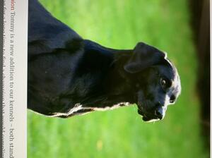 Sire Ftch jocksburn Jock(Tommy)