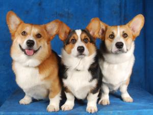 Dobby-Raven-Gryffin