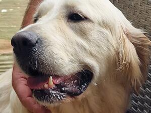 Loyal. Placid. Beautiful