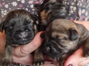 Stunning puppies.