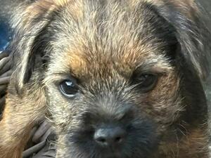 Excellent pedigree. Beautiful boy.