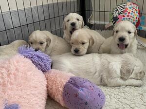 Margos gorgeous puppies have arrived 2 boy 2 gils