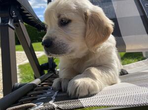Last golden boy