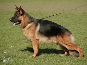 Anton