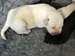 Recent Litter