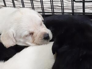 Black puppies there too!