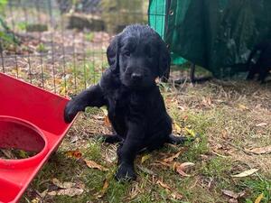 another puppy