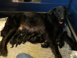 Cali with her day old pups