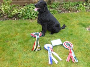 Gus with some of his rosettes!!