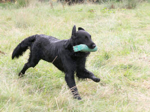 Gus retrieving at a working test