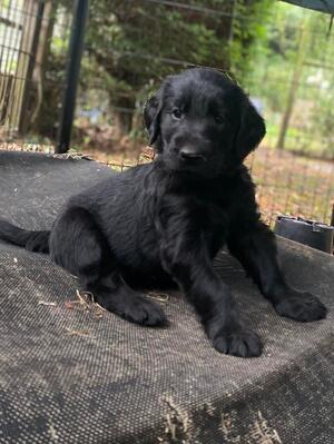 one of puppies