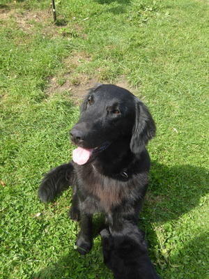 Cali with puppy from previous litter