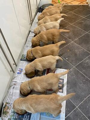 Nine Puppies