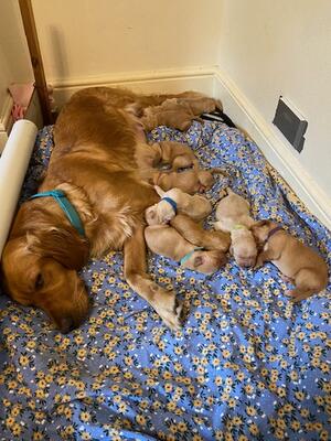 Mum & Puppies