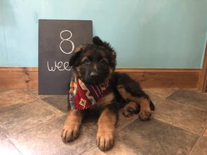 7 healthy pups