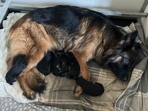 Skyes first litter Jan 2023