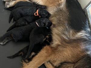 Pschand Arla Skye with PUPS