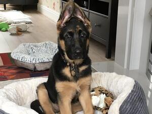 Black and Tan GSD 14 week old Puppy