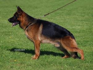 Sire Jumbo Mater Domini