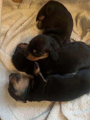 Pups