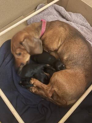 Luna and pups