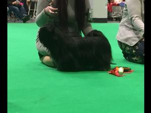 Our girl at Crufts