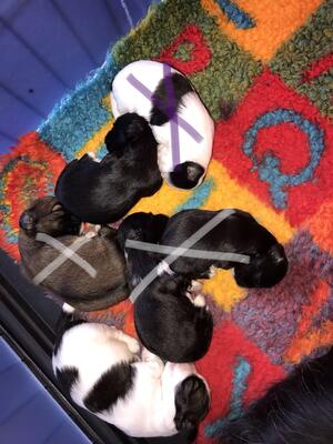 Red/white boy, black boy and black girl available