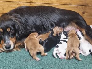 Whinny and her puppies