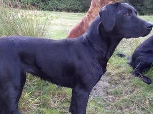 Mother of puppies Westerkames sweet reason