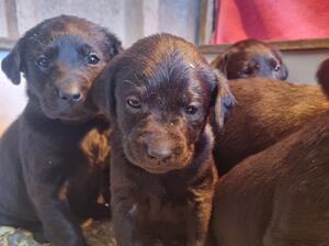 Puppies at 4 weeks old