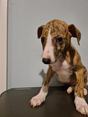 Beinn Bhreac - Dog - AVAILABLE