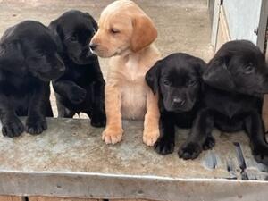 Pups at 4 weeks old