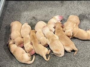 Pups 2 days old