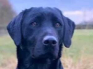 Sire GB FTCH (Wilson)