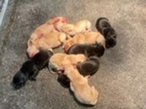Pups 1 week old