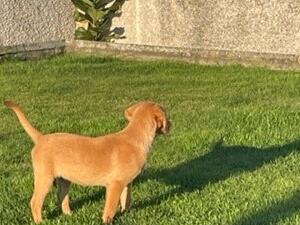 12 Week old bitch pup