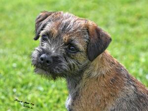 Ceilloch Griffin at Onziemehurst