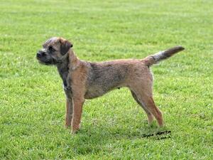 Ceilloch Griffin at Onziemehurst