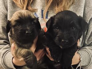 Beautiful babies