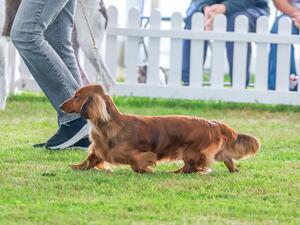 Ch Cavallibrook Final Fling Bronia