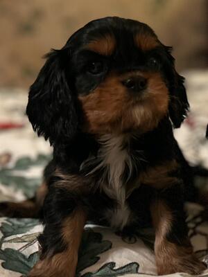 Stunning Black and Tan girl available