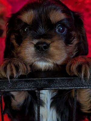 Beautiful Black & Tan girl