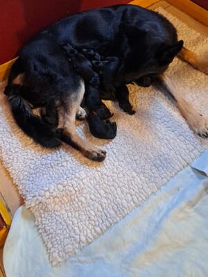 Mum and newborns