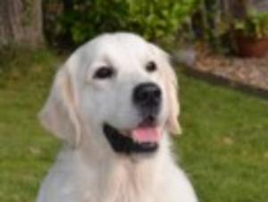 Feli Fey Flying Dutchman